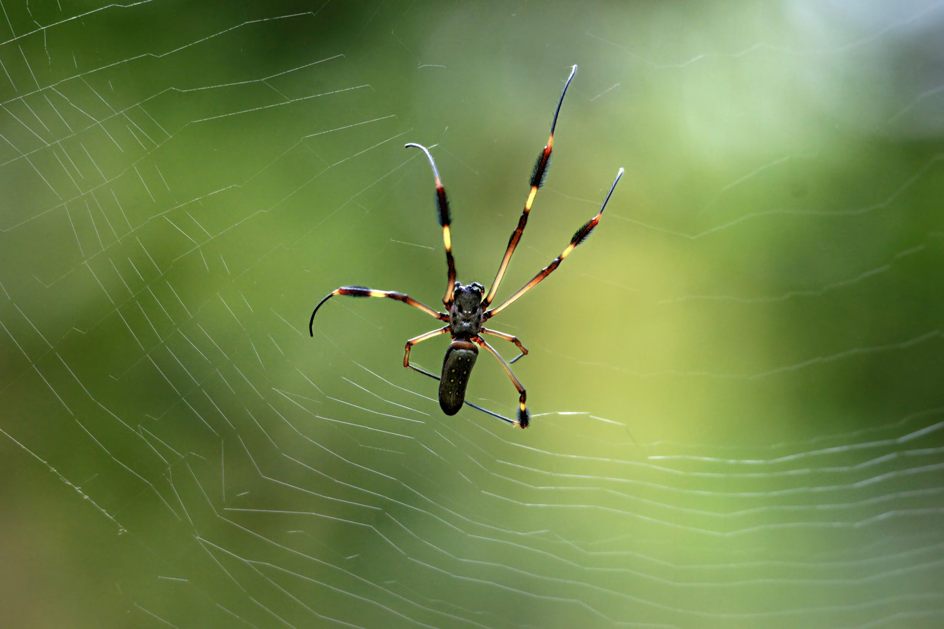 Goldene Radnetzspinne